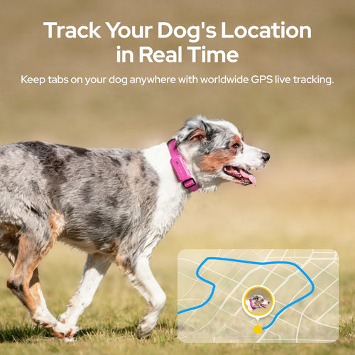 Smart GPS Dog Tracker Collar with Live Tracking & Virtual Boundary Alerts, Health Monitoring, Carbon Black, M (13"-18")